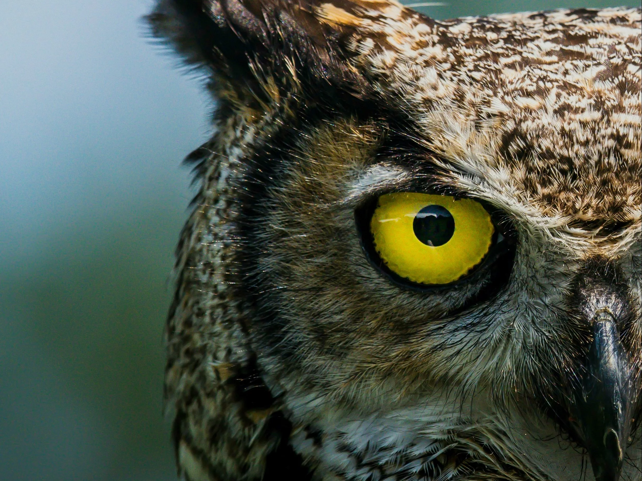 Quiz z wiedzy ogólnej. 8 wymagających pytań