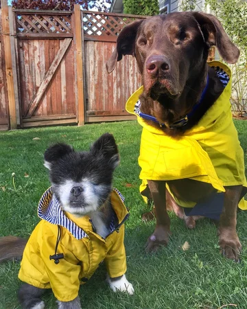 Abi i Dabi - psy, które połączyła przyjaźń 