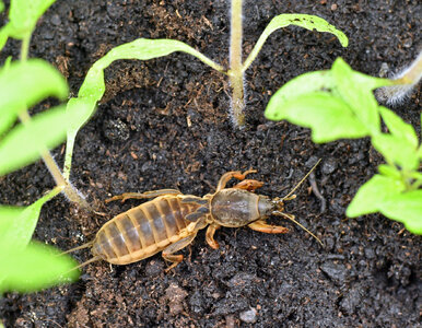 Miniatura: Winowajca może czaić się pod ziemią....