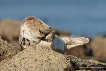 Finaliści konkursu Comedy Wildlife Photo Awards 2021 