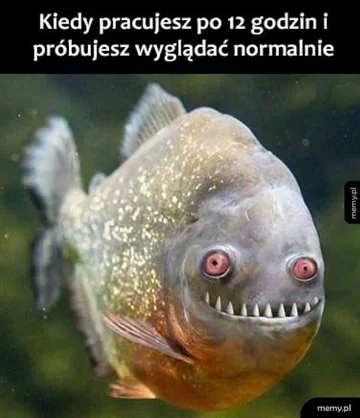 Praca, praca i jeszcze raz praca. Internauci tworzą MEMY 