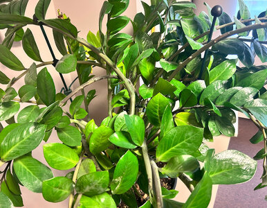 Miniatura: Zamiokulkas się kładzie? Roślina wysyła...