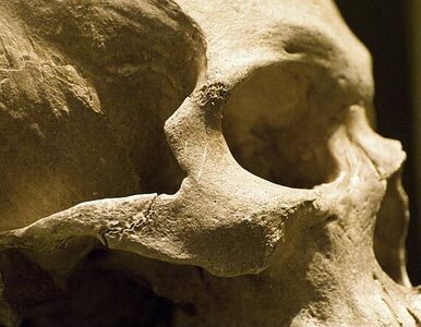 Miniatura: Neandertalczycy zginęli, bo widzieli za dużo