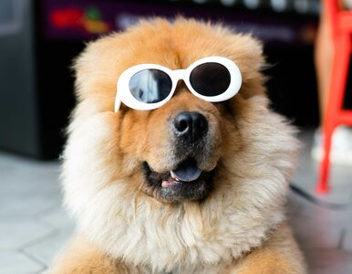 Miniatura: Quiz ortograficzny z nazwami zwierząt