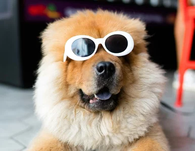 Miniatura: Quiz ortograficzny z nazwami zwierząt