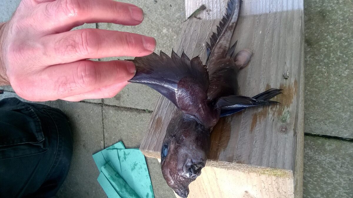 Przerażająca ryba wyłowiona u wybrzeży Szkocji 
