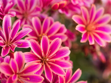 Lewizja (Lewisia) jest rośliną, kt&oacute;ra generalnie wykazuje dość dużą odporność na&nbsp;ataki ślimak&oacute;w