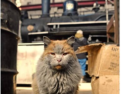 Miniatura: Kot mieszka na stacji kolejowej. Wygląda,...