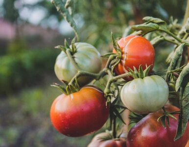 Miniatura: Twoją uprawę pomidorów zaatakowała zaraza...