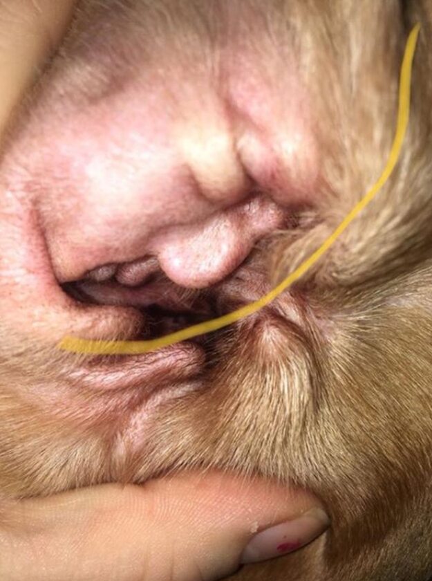 Twarz Donalda Trumpa w uchu beagle'a? 