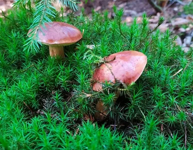 Miniatura: Grzybobranie a zdrowie. Jak zbierać grzyby...