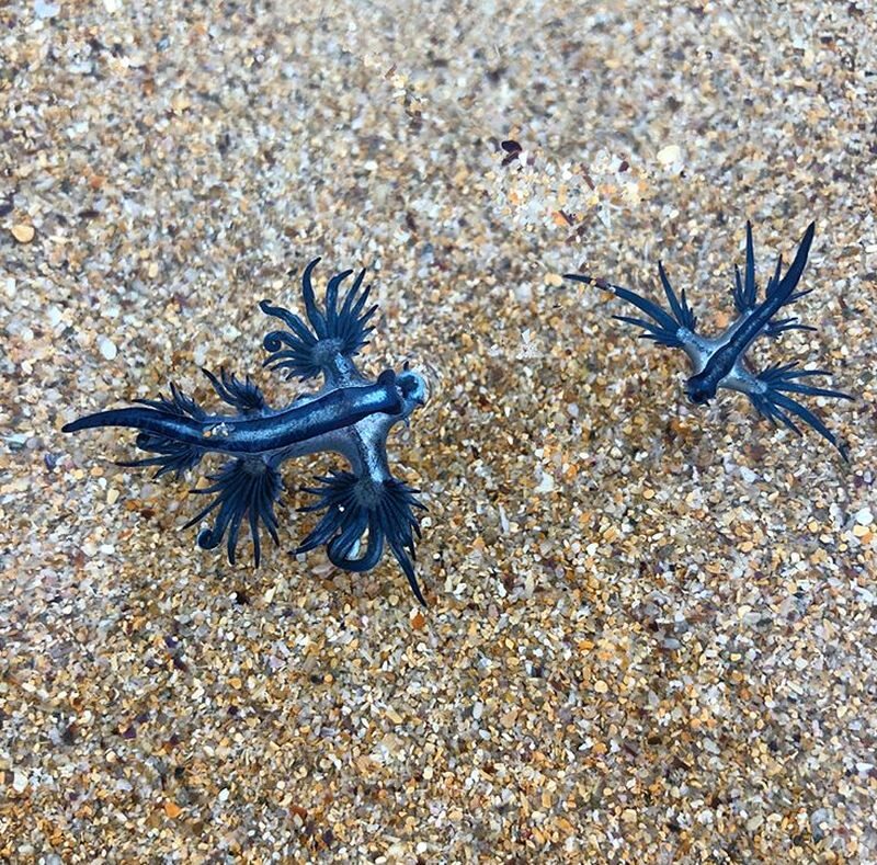 Niebieskie smoki występują w wodach m.in. Australii 
