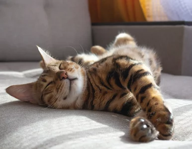 Miniatura: Polacy muszą pamiętać o podatku od kota....