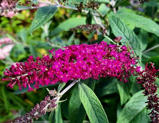 Budleja Dawida w&nbsp;ogr&oacute;dku przy Pensjonacie Koral w&nbsp;Budach Cerkiewnych na&nbsp;Podlasiu