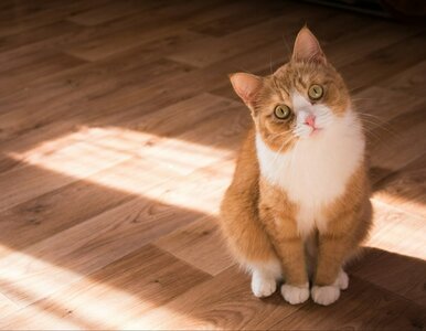 Miniatura: Dlaczego kot mruczy? To nie tylko objaw...
