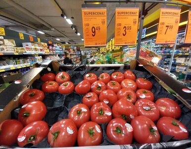 Miniatura: Pomidory malinowe w Biedronce za 9,49...