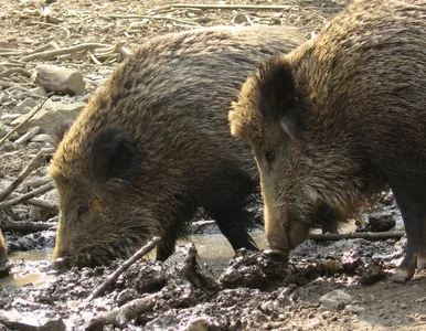 Miniatura: Szyszko walczy z ASF. Zezwolił na...