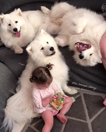 Samojedy i rodzina Sary Hegarty 