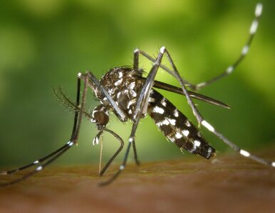Miniatura: Czy zagrażają nam choroby tropikalne?...