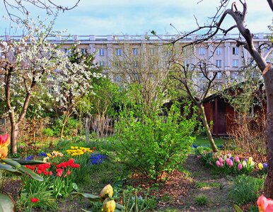 Miniatura: Działki ROD już w cenie mieszkań. Wcale...