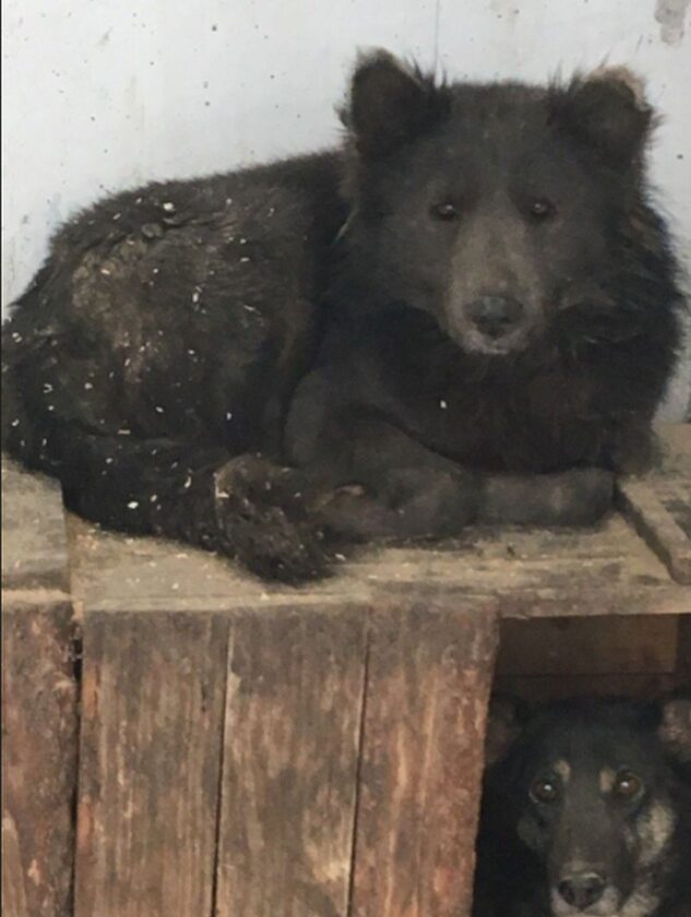 Pies trafił do schroniska w Czelabińsku 