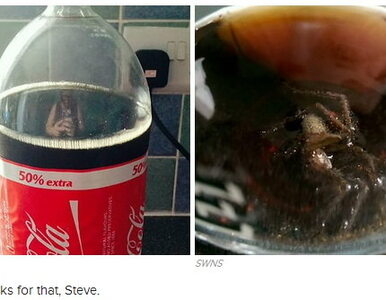 Miniatura: Gigantyczny pająk w butelce Coca-Coli