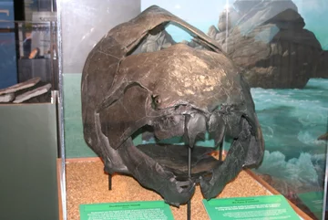 Dunkleosteus terrelli 