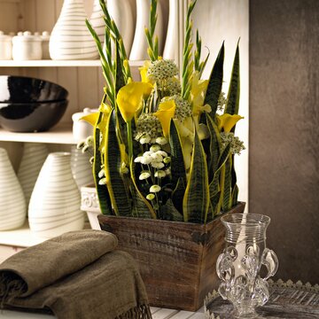 Sansevieria