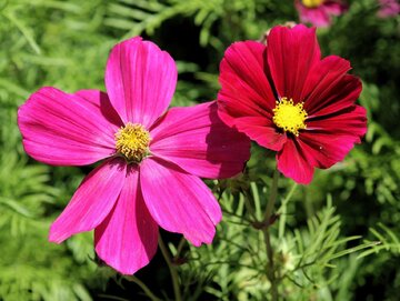 Kosmos podw&oacute;jnie pierzasty, Cosmos bipinnatus