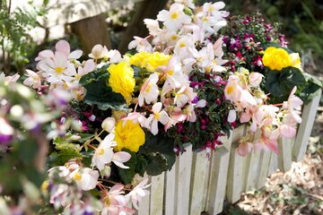 Begonia