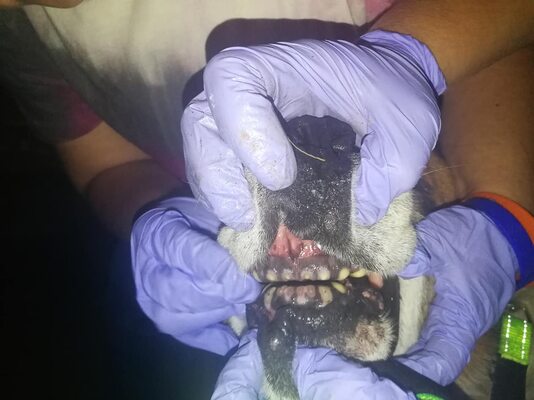 Miniatura: Zdjęcia katowanego psa ze spiłowanymi zębami