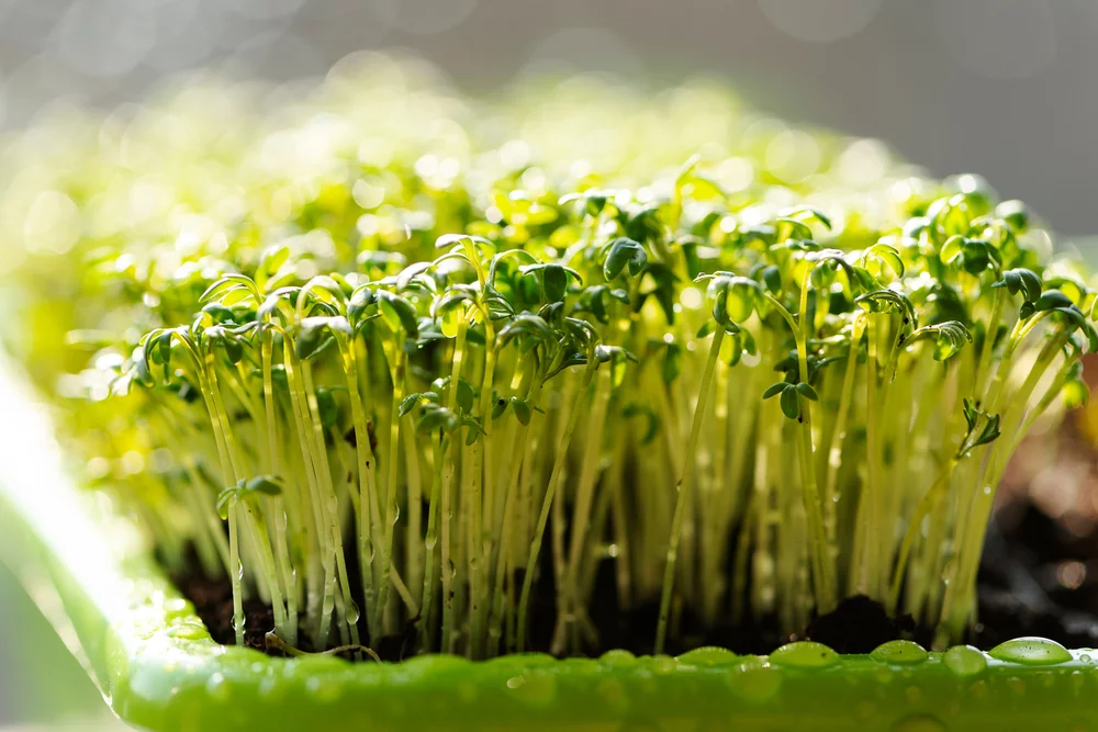 QUIZ ortograficzny dla bystrzaków. Zdobędziesz 10/10?