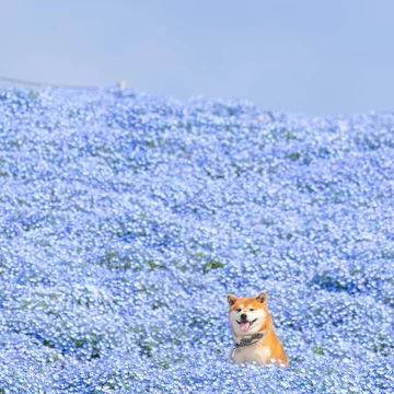 Hachi 