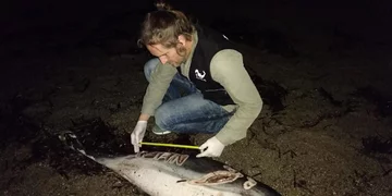 Martwy delfin leżący na plaży 