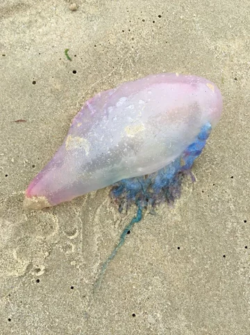 Wyglądają przyjaźnie, są śmiertelnie groźne. Morze wyrzuca je na plaże z powodu huraganu 