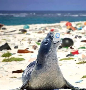 Śmieci z oceanów i zwierzęta 