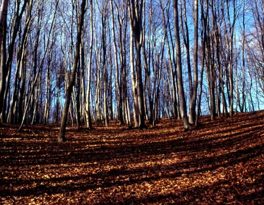 Miniatura: Bezdomny walczy z miastem o fragment...