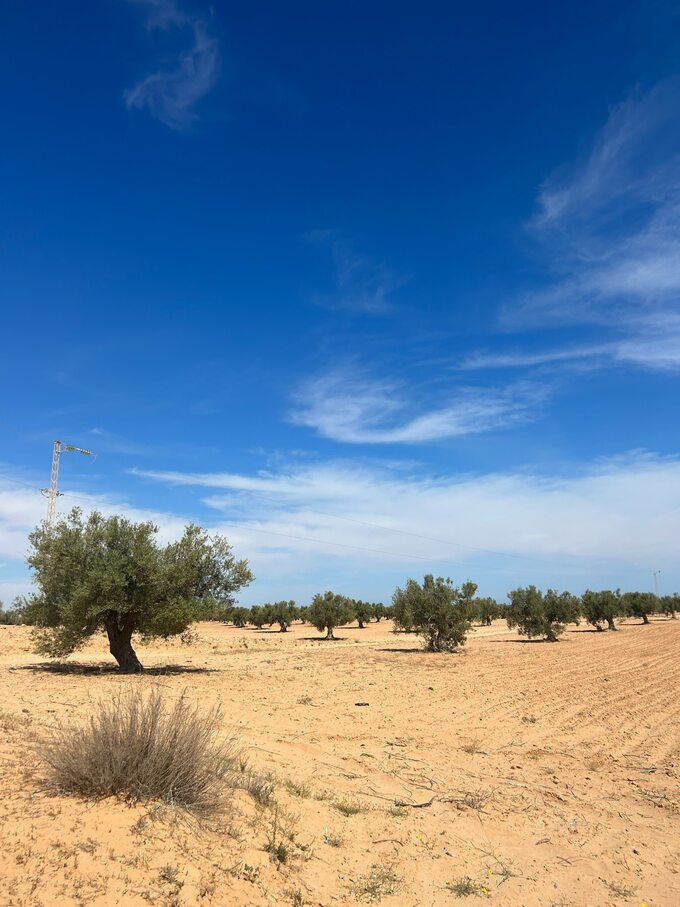 Gaj oliwny w Tunezji