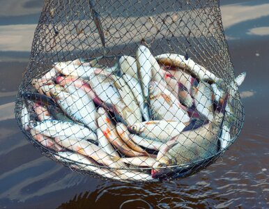 Miniatura: Ekstremalnie rzadkie ryby zaplątały się w...