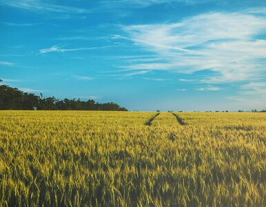 Miniatura: 10 haseł rodem z krzyżówki. Odgadniesz...