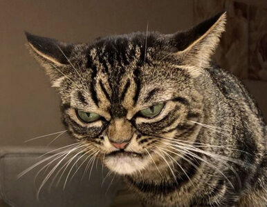 Miniatura: Grumpy Cat ma godnego następcę. „Aż strach...