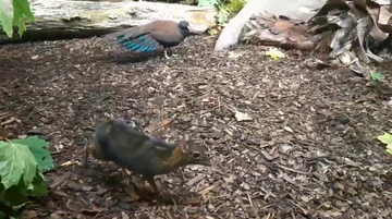 Kanczyl z warszawskiego zoo 