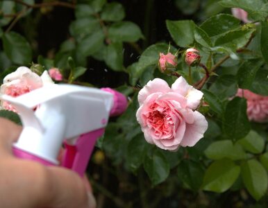 Miniatura: Róże zaatakował mączniak prawdziwy? Oto...