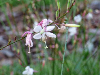 Gaura Lindheimera