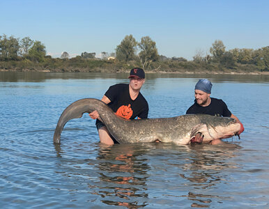 Miniatura: Polscy wędkarze złowili we Włoszech...