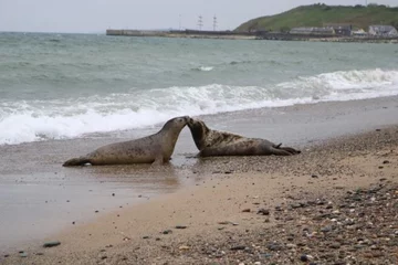 Foka uratowana przez organizację Seal Rescue Ireland 