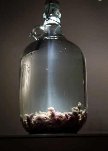 Wino z młodych myszy 