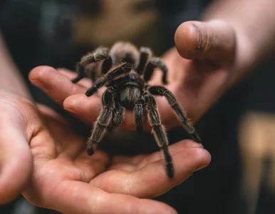 Miniatura: Naukowcy z Australii powstrzymają...