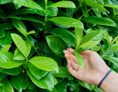 Miniatura: Gęsty i zimozielony żywopłot. Rośnie ponad...