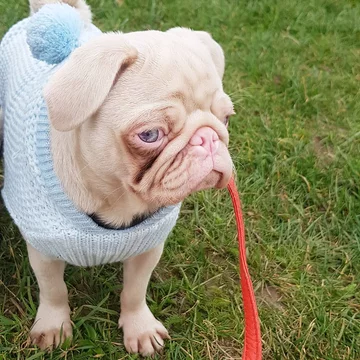 Mops Milkshake 